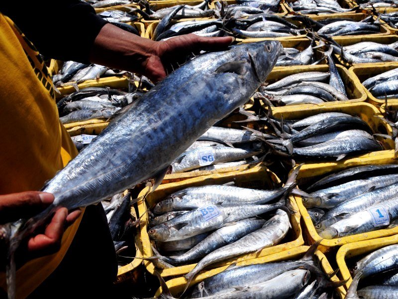 Supplier Ikan Tenggiri di Malang